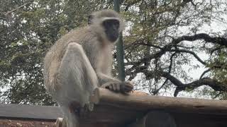 Day 3 Africa  Cheeky Vervet Monkeys on Site [upl. by Adon]