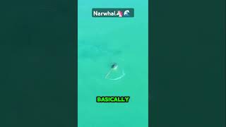 Discover the narwhal the ocean’s unicorn with a 3meter tusk 🦄🌊 WildFacts Narwhal CuriousFauna [upl. by Girardo]