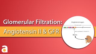 Glomerular Filtrate Angiotensin II and Glomerular Filtration Rate [upl. by Anerres457]