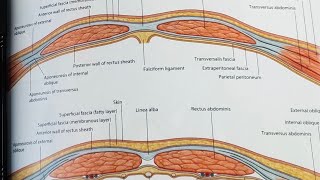 Rectus sheath Anatomy explained  Nashai Medicose [upl. by Waverley]