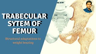 TRABECULAR SYSTEM OF FEMUR STRUCTURAL ADAPTATIONS TO WEIGHT BEARING [upl. by Boorman]