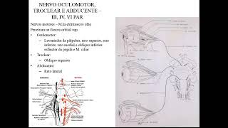 NERVOS CRANIANOS PARTE 3  NERVOS OCULARES TRIGÊMEO E FACIAL [upl. by Henleigh]