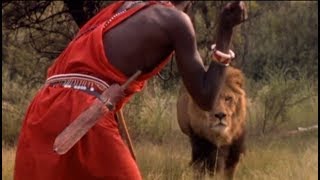 Masai in Kenya kills a big male lion with their spears [upl. by Alviani]