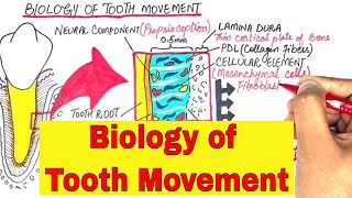 The Biology Of Tooth Movement Part 1  Orthodontics [upl. by Hueston729]