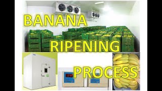 Blue Star Banana Ripening Chamber Natural Fruit Ripening Process  Business [upl. by Rramel379]