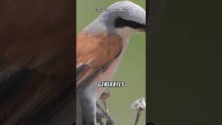 Shrikes fun facts facts animals animalcuriosities wildanimalfacts wildlife wildlifeknowledge [upl. by Rehpotisrhc]