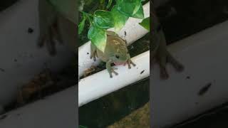 whites tree frogs breeding round 2 [upl. by Adnilim407]