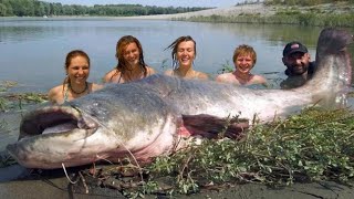 Mammoth Record Catfish 230 pound  HD by Yuri Grisendi [upl. by Assillam]