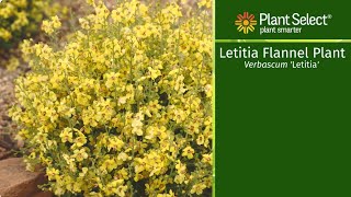 Letitia Flannel Plant A Flowering Perennial for Part Shade or Sun [upl. by Anaylil]