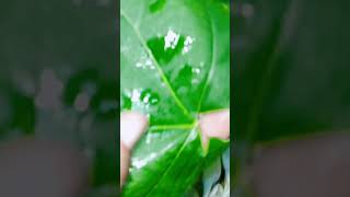 HERBALIFE herbal herbalmedicine viralvideo [upl. by Kassel874]