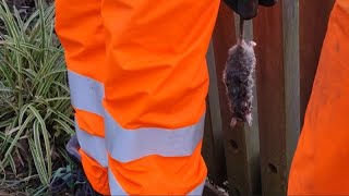 Perros y hurones para acabar con las ratas en Malmö donde se celebrará Eurovisión [upl. by Mattheus]