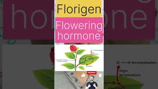 FlorigenPlanthormone biologywalesirplanthormones flowers floweringhormone plantreproduction [upl. by Sibell286]