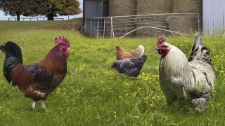 How Much Feed Do Chickens Need  Chickens in A Minute Video Series [upl. by Marjory]