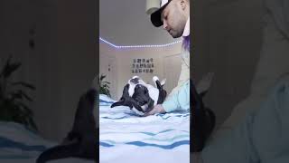 Dogs 🤣🤣 funny viral 24h fails [upl. by Merc]