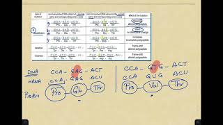 Grade 12 Types of mutation and their effect [upl. by Bonilla78]