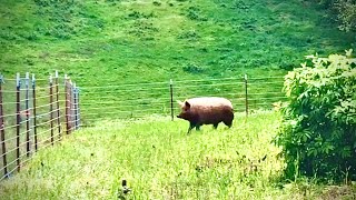 Creating easy rotational grazing for mangalitsa pigs [upl. by Weidner]