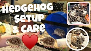 Hedgehog Enclosure and Care We Give Them Baths [upl. by Terrena8]