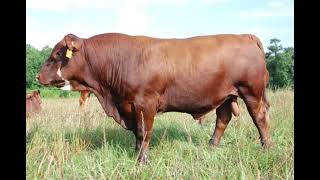 Barzona Cattle  Everything You Need To Know [upl. by Leahcar553]