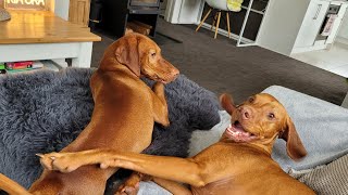 Vizslas fun packed weekend  part 1 [upl. by Tyrus]