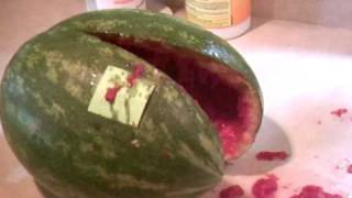 Watermelon Explodes from Fermentation [upl. by Llerred89]