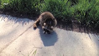 Warnings after rabid raccoon found in New Bedford [upl. by Meunier]