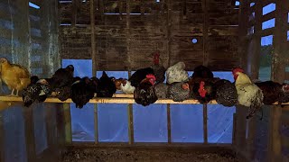 How Do Chickens Sleep At Night  How To Roosting Bars [upl. by Etnwahs]