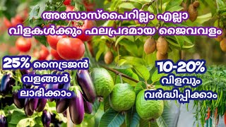 20 വിളവ് വർദ്ധിപ്പിക്കാൻ സഹായിക്കുന്ന ജീവാണു വളം 👍Azospirillum😍 malayalam krishijaivavalamകൃഷി [upl. by Akcire]