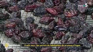 Fruits secs  les secrets de fabrication du pruneau dAgen [upl. by Verdha]