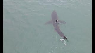 Shark at Robberg Plett [upl. by Gilli]