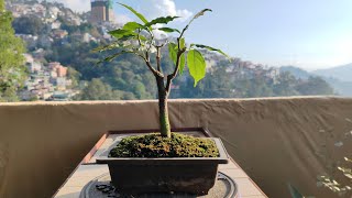 Silver Berry  Pruning  Clip and grow method [upl. by Champagne]