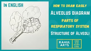 How to draw Alveolus diagram Easily Step by Step in ENGLISH  Parts of Respiratory System [upl. by Nilre]