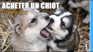 Lachat dun chiot conseils et étapes [upl. by Siduhey]