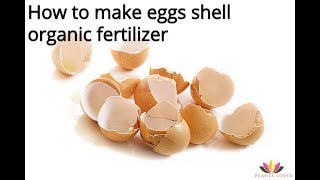 how to make eggs shell fertilizer easily at homeorganic fertilizer eggshell fertilizer compost [upl. by Mahan]