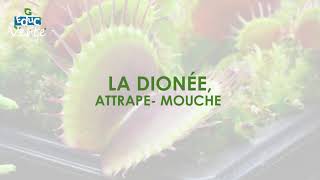 La dionée attrapemouche [upl. by Dnaloy]