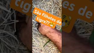 São filhotes de tigre 🐯 pets amopets alegriapet amorpets animais amorporpets familiapet [upl. by Babbie]