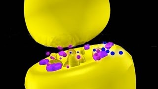 Nicotine amp Muscarine 3D Animation Neurotoxins [upl. by Mixie]