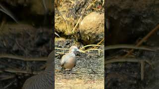 The turtle dove descends where the chaff and straw turtledove wilddoves wildlife [upl. by Annadiana91]