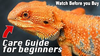 Bearded Dragon Care Made Simple [upl. by Mead]