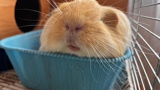 Max The purring of a guinea pig [upl. by Sredna911]