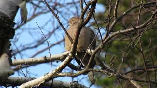 Mourning dove coo call [upl. by Anad]