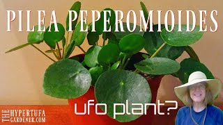 Pilea peperomioides  Finally Got One Now I Have 5 😁 [upl. by Herzig]