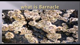 what is barnacles [upl. by Esinek]