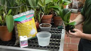 How to Repot a Phalaenopsis Orchid [upl. by Rieger541]