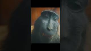 Monkey rizz [upl. by Ranjiv]