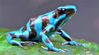 10 Most Beautiful Frogs on Planet Earth [upl. by Isadora366]