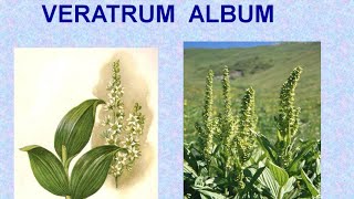 VERATRUM ALBUM  ΑΝΤΙΜΕΤΩΠΙΣΗ ΟΞΕΩΝ ΚΑΤΑΣΤΑΣΕΩΝ ΜΕ ΟΜΟΙΟΠΑΘΗΤΙΚΗ [upl. by Naivatco]