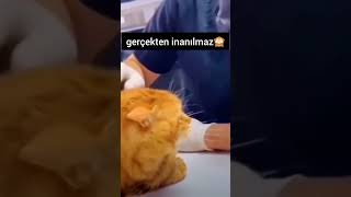 havlayan kedi🙈😀 komikkediler kedivideoları cat kedi tatlılediler havlayankedi [upl. by Roda376]