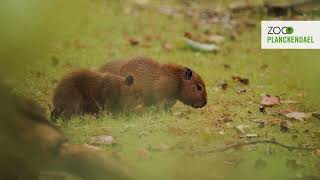 Kleine capibaras in ZOO Planckendael [upl. by Peltier]