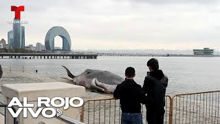 Réplica de cachalote herido capta la atención durante conferencia de la ONU en Azerbaiyán [upl. by Ethban]