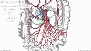 Superior Mesenteric Artery  Anatomy Tutorial [upl. by Christianity]